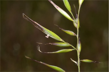 APII jpeg image of Rytidosperma caespitosum  © contact APII