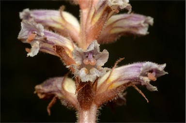 APII jpeg image of Orobanche minor  © contact APII