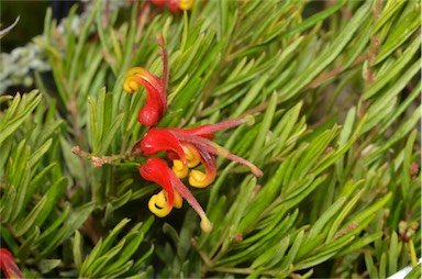 APII jpeg image of Grevillea 'Bonny Prince Charlie'  © contact APII