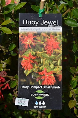 APII jpeg image of Grevillea 'Ruby Jewel'  © contact APII