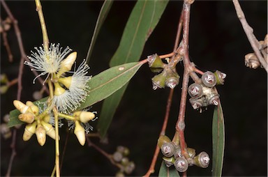 APII jpeg image of Eucalyptus blakelyi  © contact APII