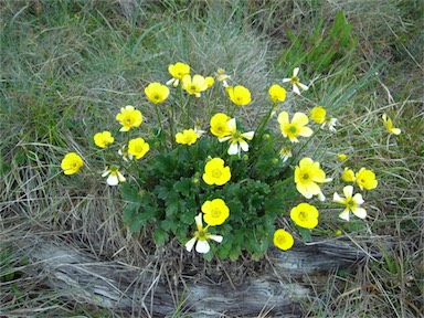 APII jpeg image of Ranunculus graniticola  © contact APII