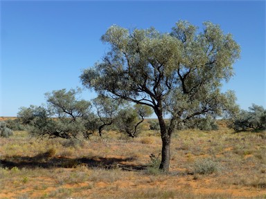 APII jpeg image of Acacia georginae  © contact APII