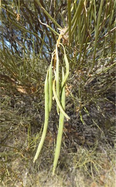 APII jpeg image of Acacia ramulosa  © contact APII