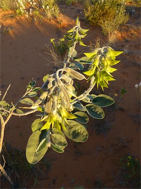 APII jpeg image of Crotalaria cunninghamii subsp. sturtii  © contact APII