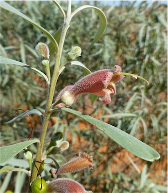 APII jpeg image of Eremophila longifolia  © contact APII