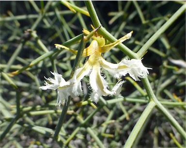 APII jpeg image of Lechenaultia divaricata  © contact APII