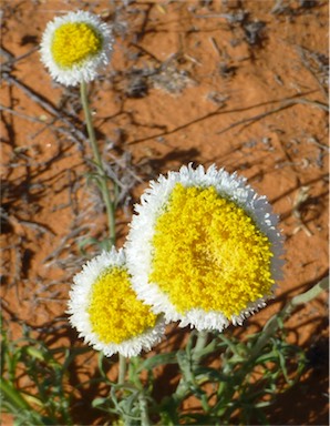 APII jpeg image of Polycalymma stuartii  © contact APII