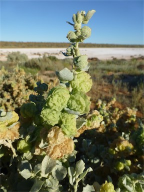 APII jpeg image of Atriplex vesicaria subsp. macrocystidia  © contact APII