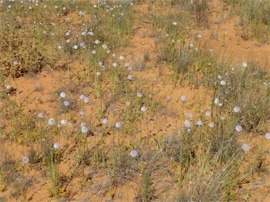 APII jpeg image of Trachymene glaucifolia  © contact APII