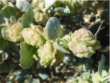 APII jpeg image of Atriplex vesicaria subsp. macrocystidia  © contact APII