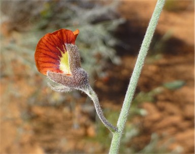 APII jpeg image of Isotropis wheeleri  © contact APII