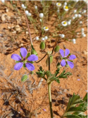 APII jpeg image of Erodium cygnorum  © contact APII