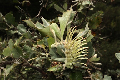 APII jpeg image of Grevillea aquifolium  © contact APII