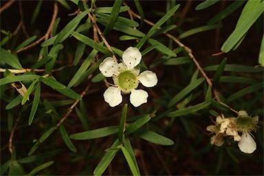 APII jpeg image of Leptospermum polygalifolium subsp. polygalifolium  © contact APII