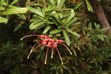 APII jpeg image of Grevillea obtusifolia  © contact APII