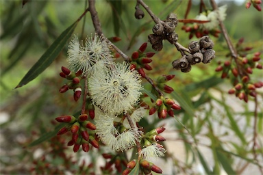 APII jpeg image of Eucalyptus bakeri  © contact APII