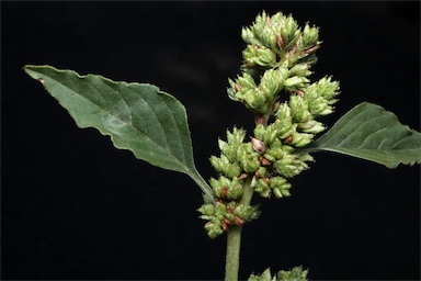 APII jpeg image of Amaranthus deflexus  © contact APII