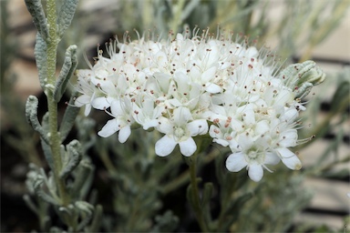 APII jpeg image of Dicrastylis parvifolia  © contact APII