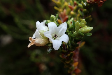 APII jpeg image of Epacris petrophila  © contact APII