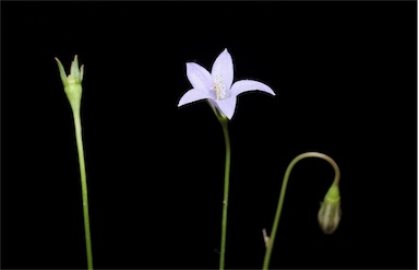 APII jpeg image of Wahlenbergia graniticola  © contact APII