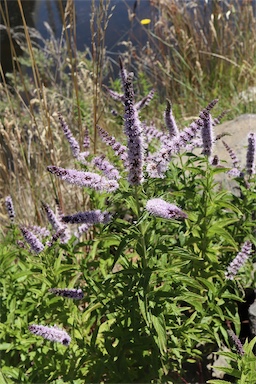 APII jpeg image of Mentha spicata  © contact APII