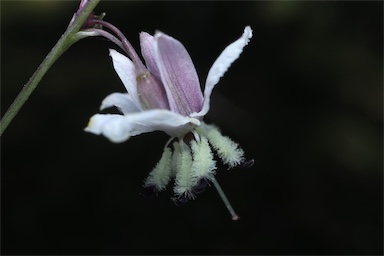 APII jpeg image of Arthropodium milleflorum  © contact APII