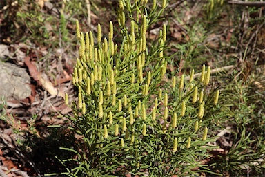 APII jpeg image of Lycopodium deuterodensum  © contact APII