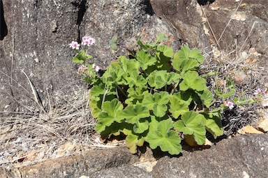 APII jpeg image of Pelargonium australe  © contact APII