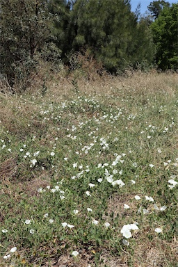 APII jpeg image of Convolvulus arvensis  © contact APII