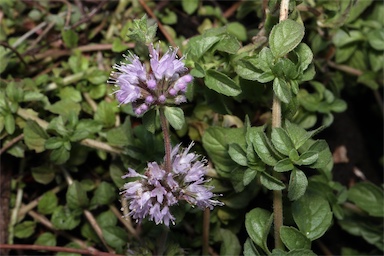 APII jpeg image of Mentha pulegium  © contact APII