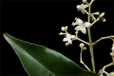 APII jpeg image of Olea paniculata  © contact APII