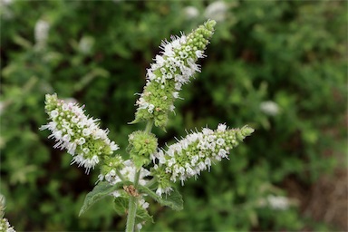 APII jpeg image of Mentha x rotundifolia  © contact APII