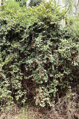 APII jpeg image of Palmeria racemosa  © contact APII