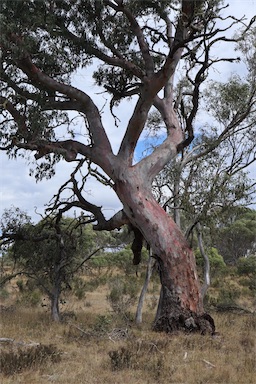 APII jpeg image of Eucalyptus rubida  © contact APII