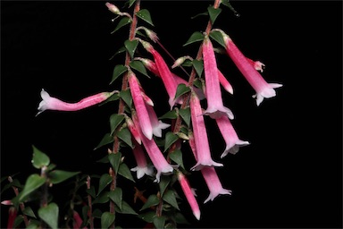 APII jpeg image of Epacris longiflora 'Nectar Pink'  © contact APII