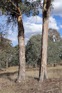 APII jpeg image of Eucalyptus polyanthemos  © contact APII