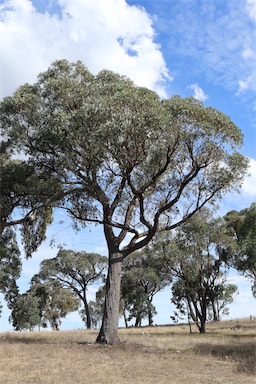 APII jpeg image of Eucalyptus macrorhyncha  © contact APII