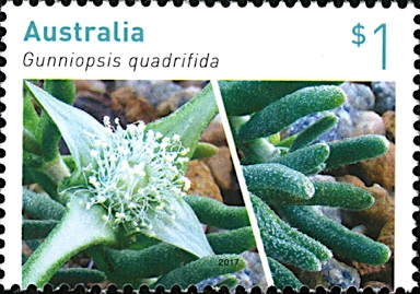 APII jpeg image of Gunniopsis quadrifida  © contact APII