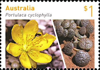 APII jpeg image of Portulaca cyclophylla  © contact APII