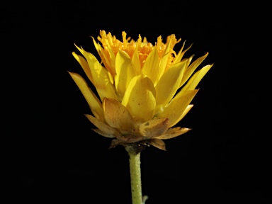 APII jpeg image of Xerochrysum viscosum  © contact APII