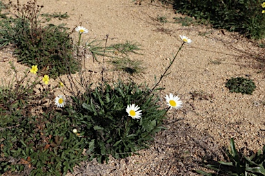 APII jpeg image of Leucanthemum vulgare  © contact APII