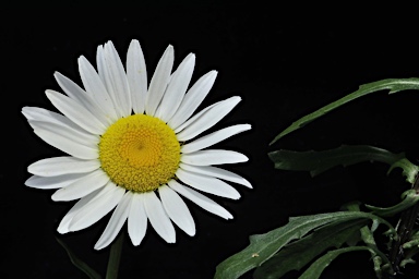 APII jpeg image of Leucanthemum vulgare  © contact APII