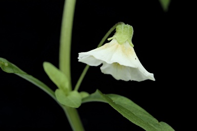 APII jpeg image of Physalis lanceifolia  © contact APII