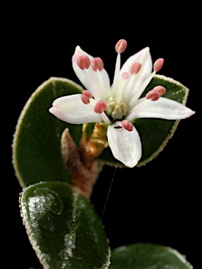 APII jpeg image of Nematolepis ovatifolia  © contact APII