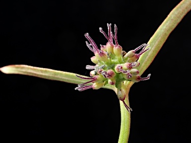 APII jpeg image of Opercularia diphylla  © contact APII