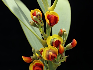 APII jpeg image of Daviesia daphnoides  © contact APII