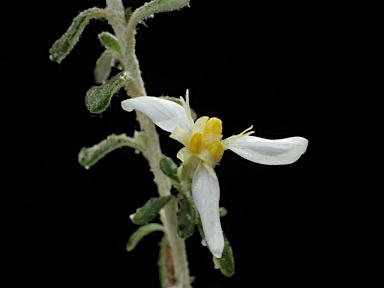 APII jpeg image of Olearia exiguifolia  © contact APII