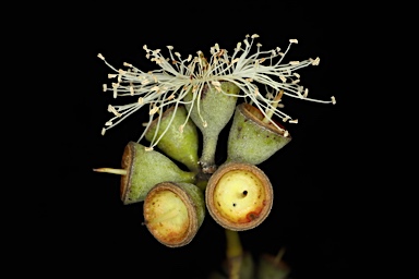 APII jpeg image of Corymbia peltata  © contact APII