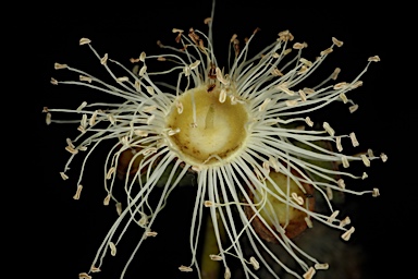 APII jpeg image of Corymbia peltata  © contact APII